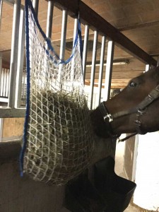 slow feeder