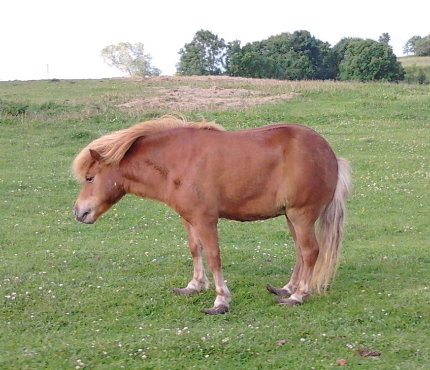 Figur-13-Forfangen-pony