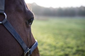 PSSM - Muskelsygdomme hos heste
