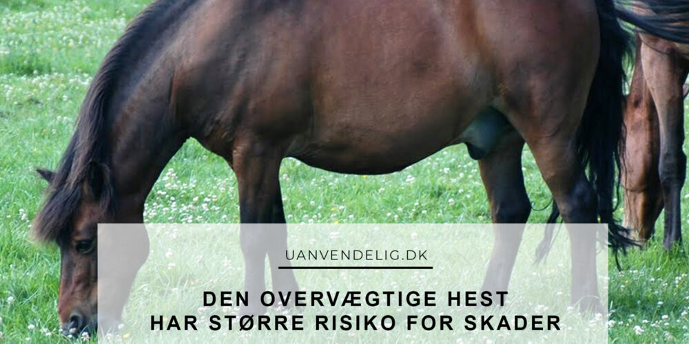 overvægt hest