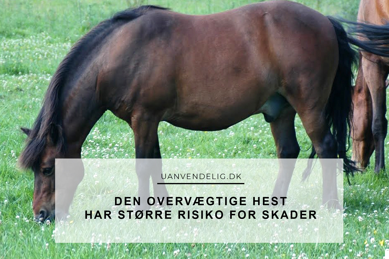 overvægt hest