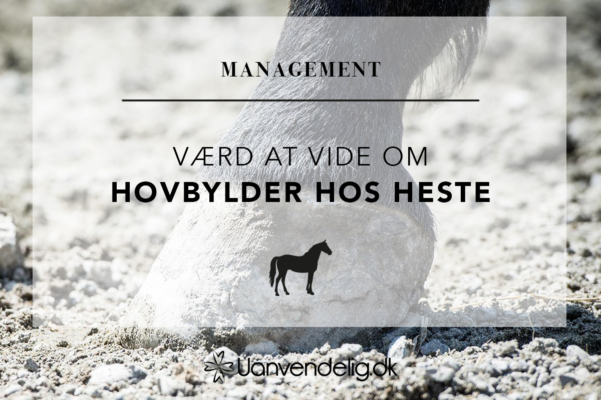 hovbylder